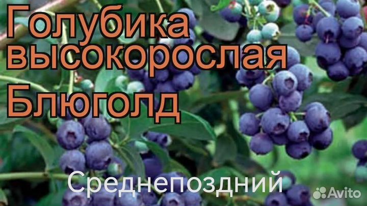 Саженцы голубики с2 п9