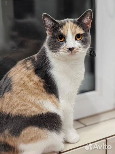 Красивая кошка