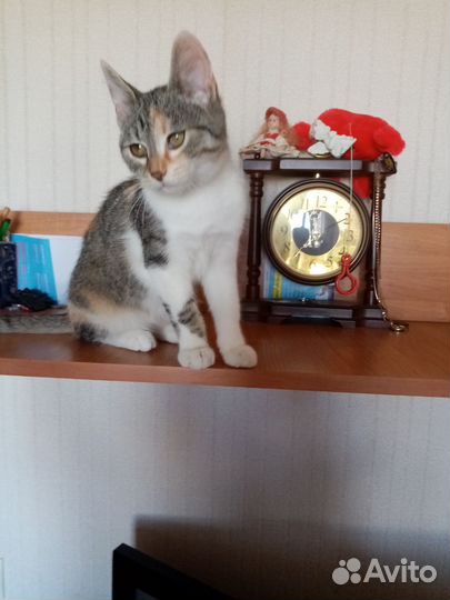 Котенок девочка в добрые руки