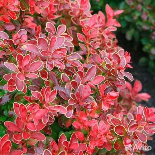 Барбарис Тунберга Admiration