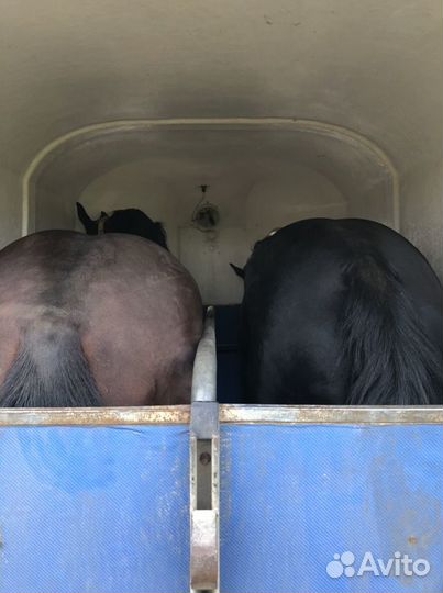 Перевозка домашних животных