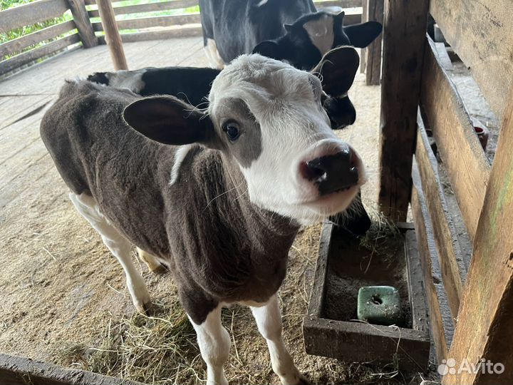 Телка 2 месяца