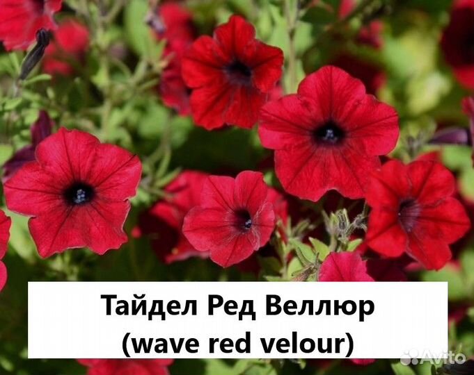 Петуния Рассада ампельной колекционной