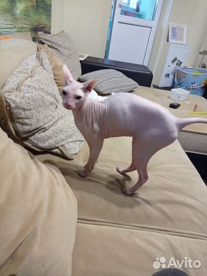 Донской сфинкс