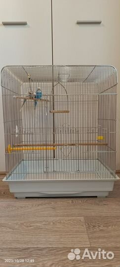 Продам волнистых попугаев