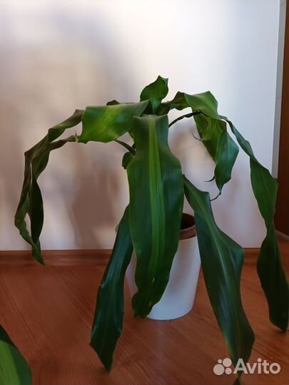 Драцена массанжеана