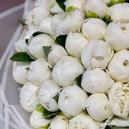 Пионы Букет пионов