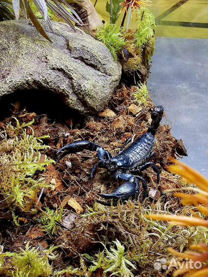Террариум с крупным скорпионом