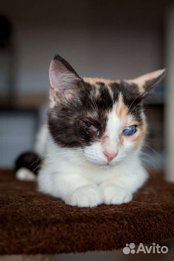 Хотим домой