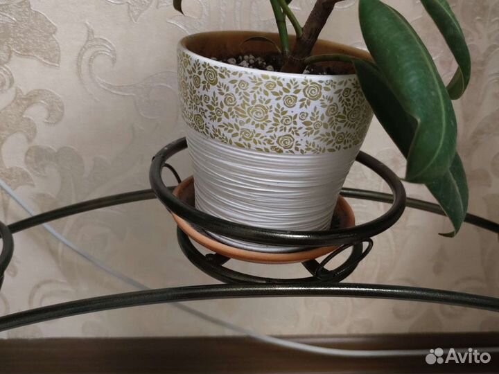 Фикус каучуковый