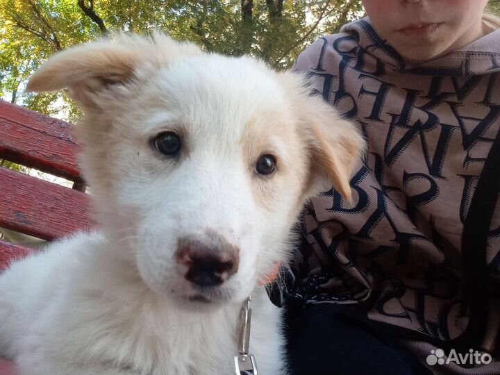 Щенок лайки