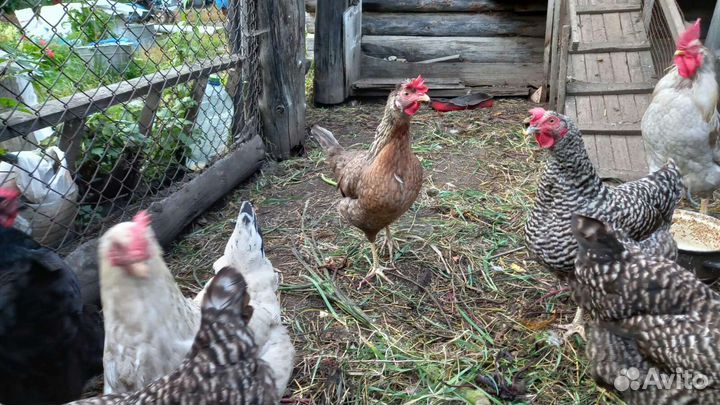 Куры несушки Доминант