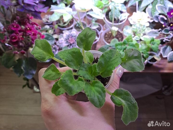 Фиалки сенполии lunar Lily White детка