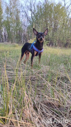 Русский той-терьер вязка