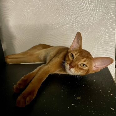 Абиссинский котёнок