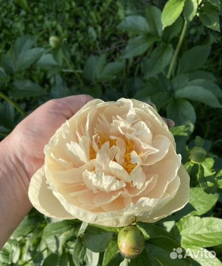 Пион pastelegance (Пастельэлеганс)