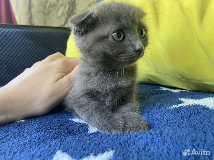 Шотландская вислоухая кошка