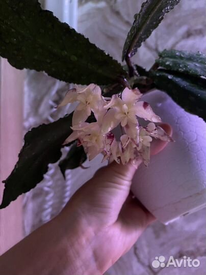 Хойя ундулата