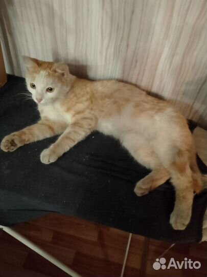 Котик, 6-7мес, кастрирован