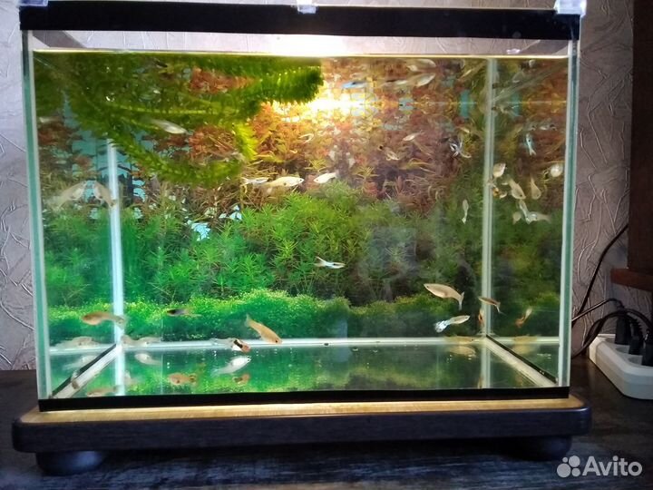 Аквариум