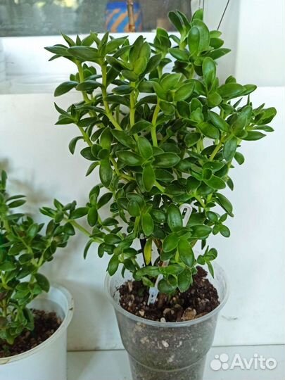 Крассула толстянка