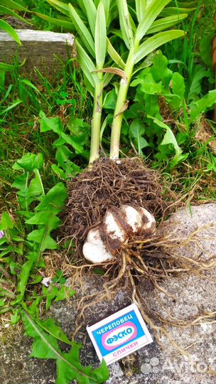 Лилии луковицы