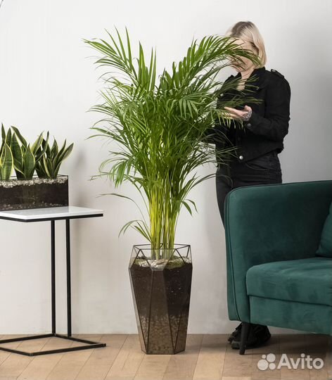 Пальма дипсис высокая, 140 см