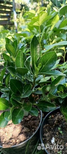 Бересклет japan садовый, самшит, кизильник