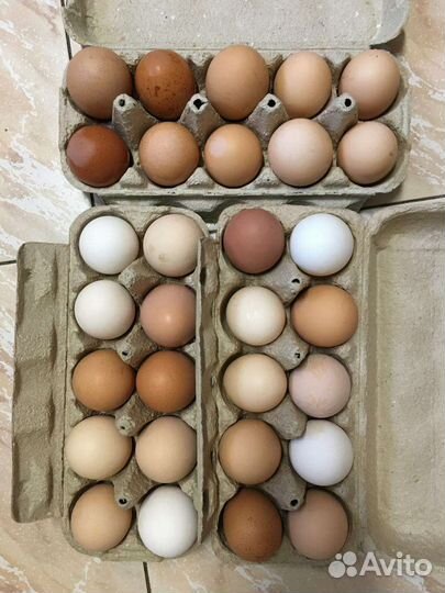 Домашние куриные яйца