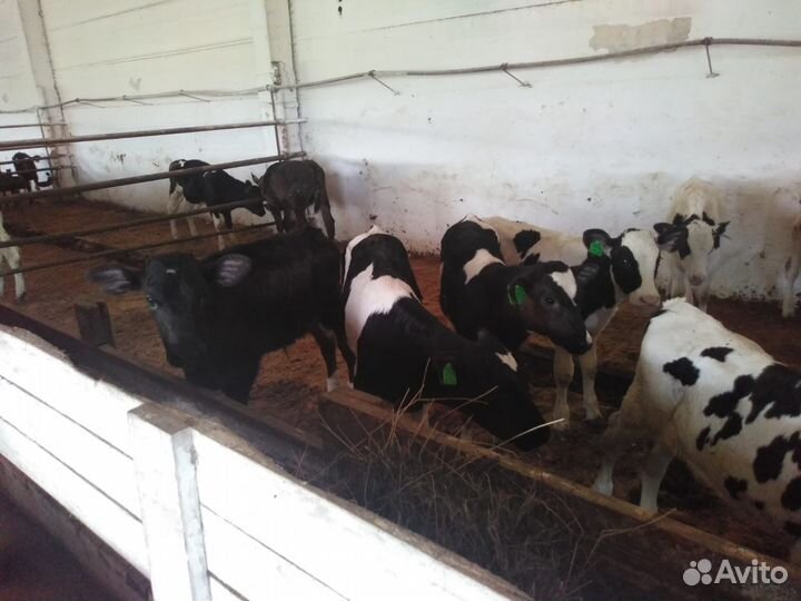 Телята бычки на откорм