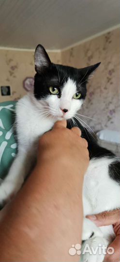 Бориска ищет дом котик кот