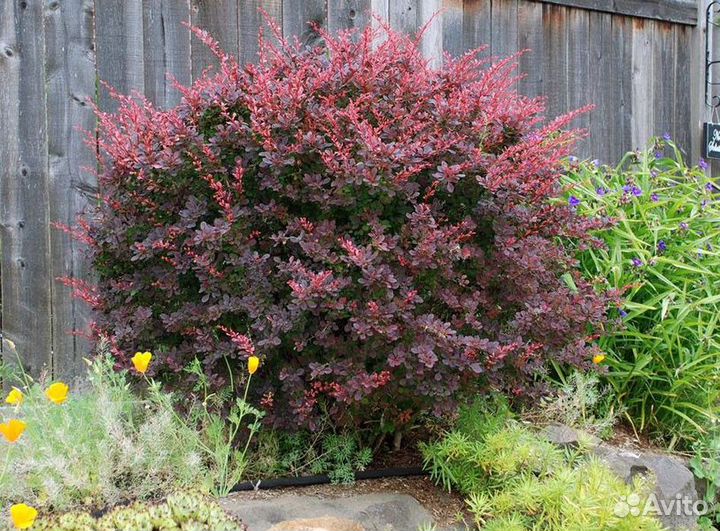 Барбарис Атропурпуреа