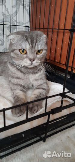 Шотландская