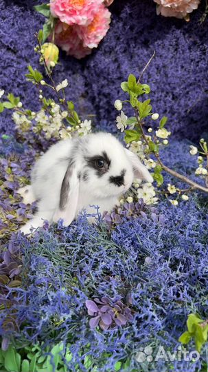 Mini Кролики декоративные