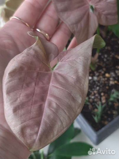 Церопегия вуду, сингониумы, фикусы