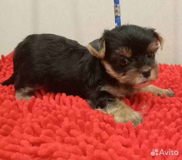 Йоркширский терьер