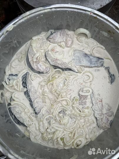 Речная рыба щука, судак, окунь, лещ