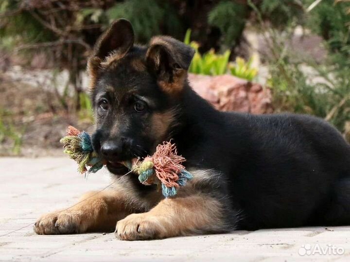 Щенки немецкой овчарки