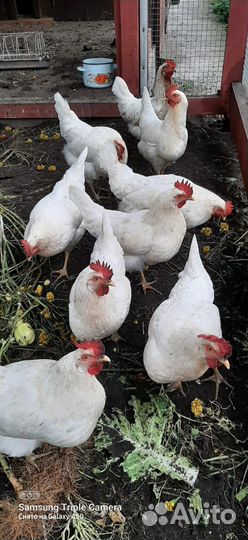 Куры-молодки на продажу