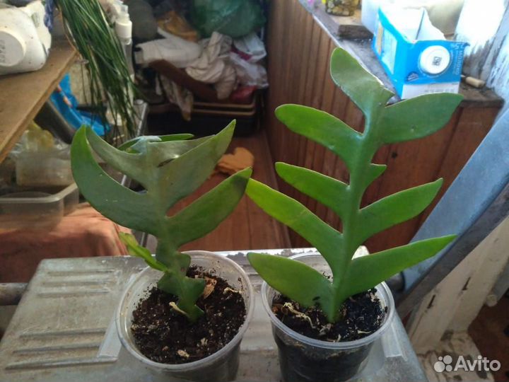 Нашия инагуенсис,эпифиллум Марниера