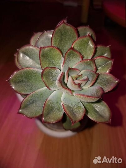 Суккуленты