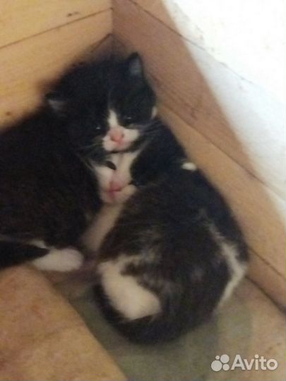 Отдадим котят