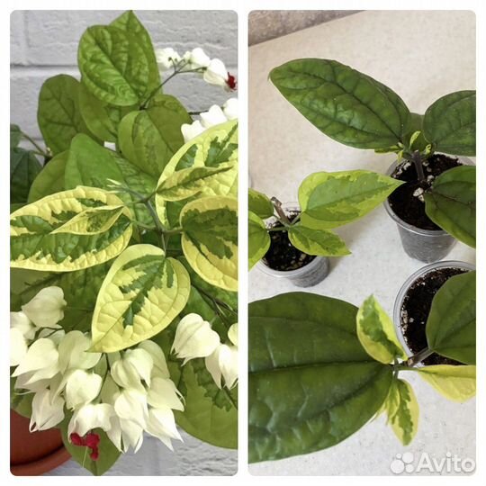 Клеродендрум Томпсона с салатовой вариегатностью