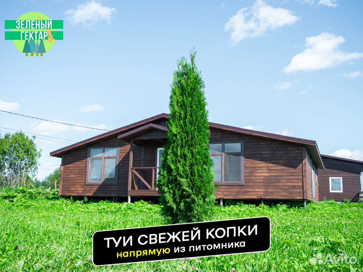 Туя 180 см