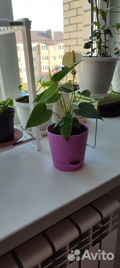 Цветок аториум