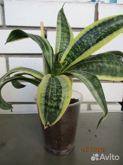 Комнатные цветы