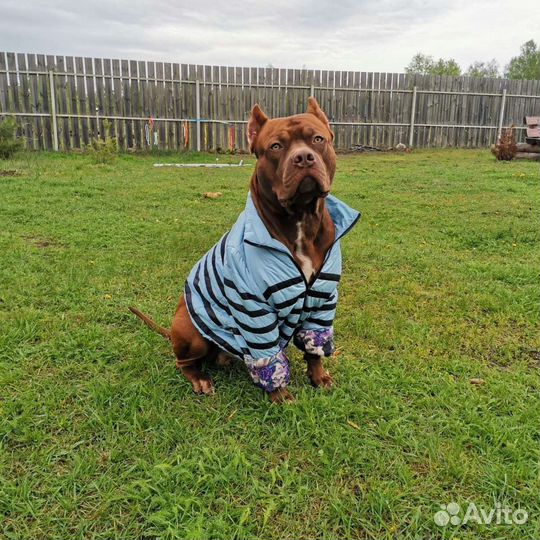 Питбуль вязка