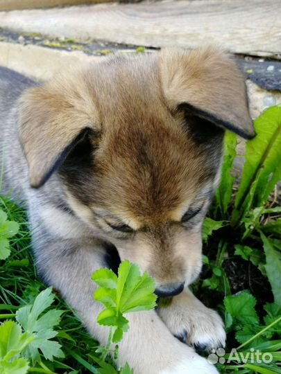 Отдам хаски