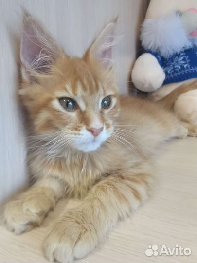 Котята мейн-кун, Рыжики, доставка