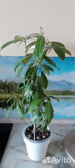 Алламанда, Гортензия, Гибискус Флоридский
